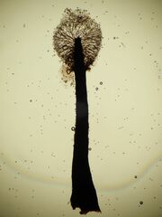 Lamproderma columbinum