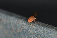 Drosophila