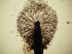 Lamproderma columbinum