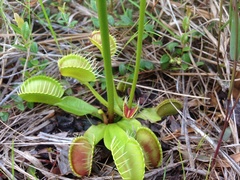 Dionaea muscipula