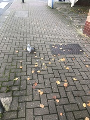 Columba livia domestica