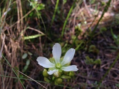Dionaea muscipula