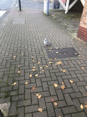 Columba livia domestica