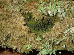 Lamproderma columbinum