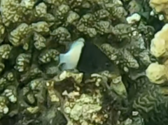Pycnochromis dimidiatus