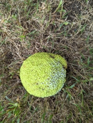 Maclura pomifera