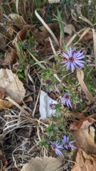 Symphyotrichum oblongifolium