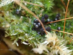 Lamproderma columbinum