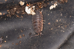 Porcellio scaber
