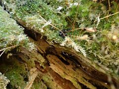 Lamproderma columbinum