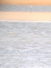 Somateria spectabilis