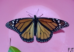 Danaus plexippus plexippus