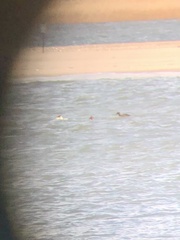 Somateria spectabilis