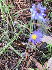 Symphyotrichum walteri