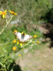 Heliopetes omrina
