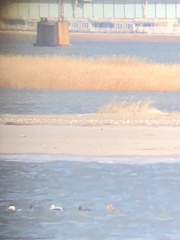 Somateria spectabilis