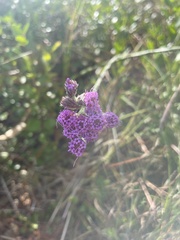 Carphephorus pseudoliatris