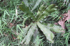 Macadamia integrifolia