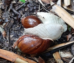 Megalobulimus