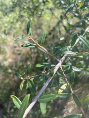 Ilex myrtifolia