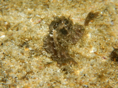 Stylocheilus rickettsi