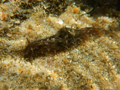 Stylocheilus rickettsi