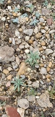 Plantago virginica
