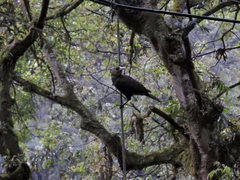 Psarocolius atrovirens