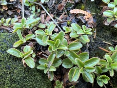 Penstemon davidsonii