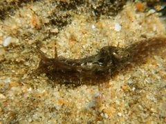 Stylocheilus rickettsi