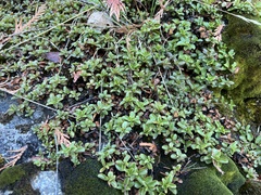 Penstemon davidsonii