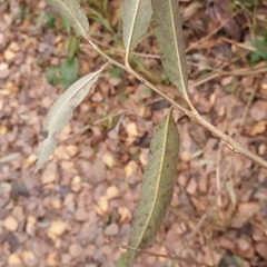 Salix pentandra