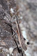 Ramburiella hispanica