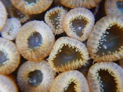 Palythoa