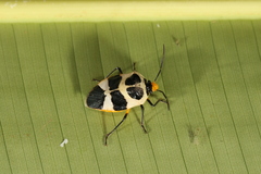 Arocera apta