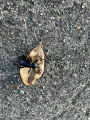 Eleodes grandicollis