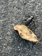 Eleodes grandicollis