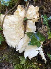 Hericium cirrhatum