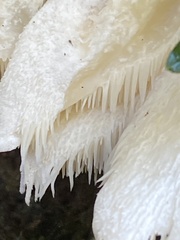 Hericium cirrhatum