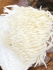 Hericium cirrhatum