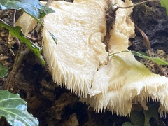 Hericium cirrhatum
