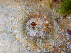 Actiniidae