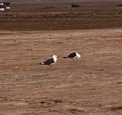 Larus fuscus