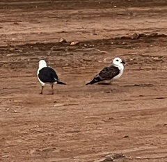 Larus fuscus