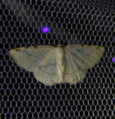 Stegania trimaculata