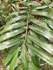 Zingiber officinale