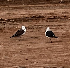 Larus fuscus