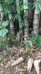 Dendrocalamus asper