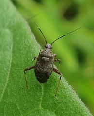 Proboscidocoris malayus