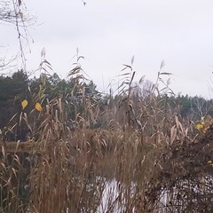 Phragmites australis altissimus